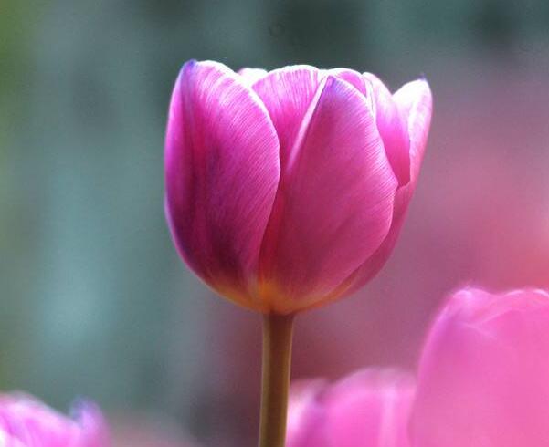 郁金香花语是什么 永恒的祝福