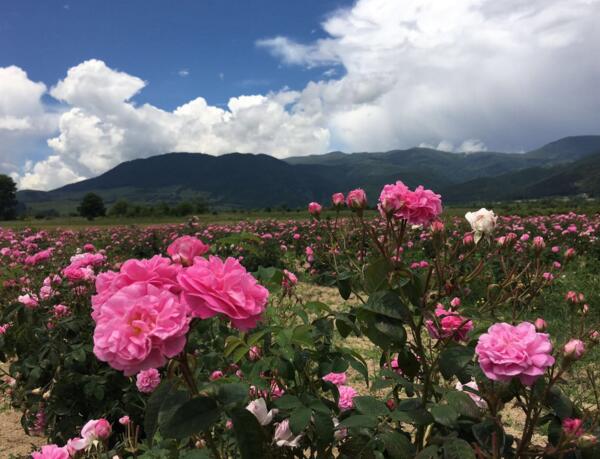 玫瑰花在什么地方生长,保加利亚玫瑰到处盛开(玫瑰之邦)