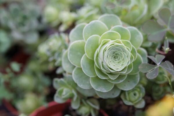 多肉植物山地玫瑰怎么养,光照充足避免积水