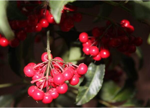 2018年春节适合养什么花,适合春节摆放的花