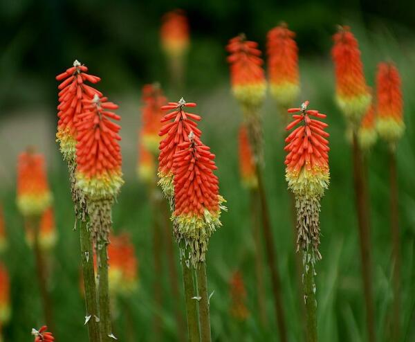 2018年春节适合养什么花,适合春节摆放的花