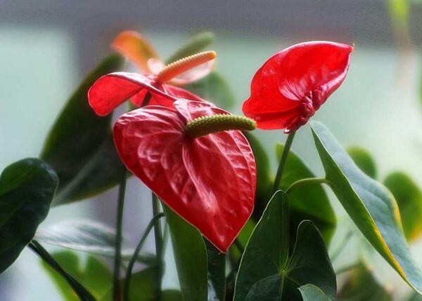 2018年春节送什么花好,不同花卉送花对象不同