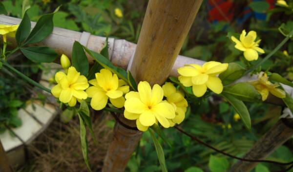 迎春花什么时候开花，迎春花可持续绽放60天(花期2-4月)