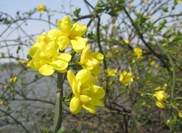 迎春花冬天怎么养，迎春花盆栽怎么过冬方法介绍