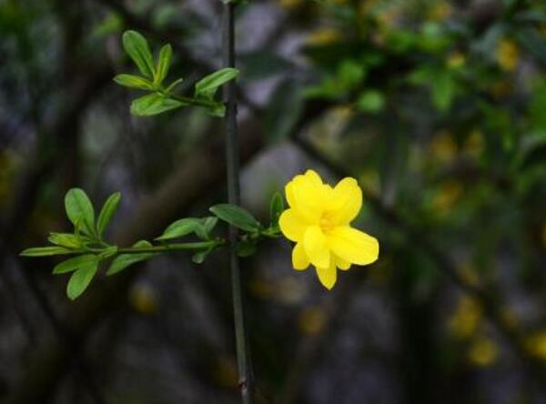 迎春花修剪方法，迎春花怎么养才能不断开花(秋冬不可修剪)