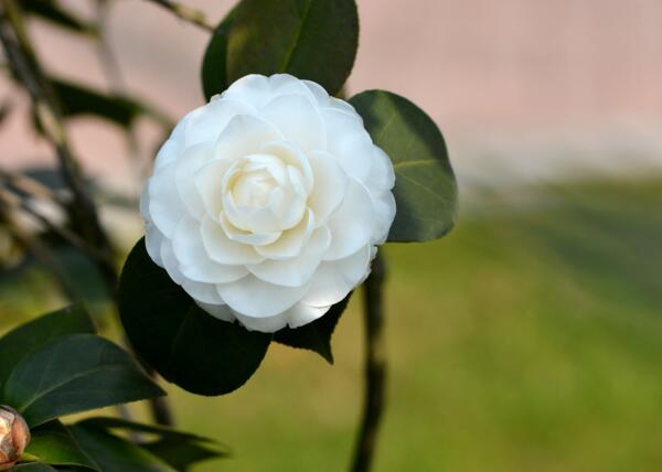 白色山茶花的花语是什么 你是纯真无邪的