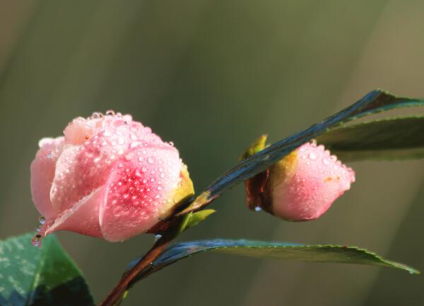 山茶花怎么修剪，新芽萌发前一个月修剪(过早过晚都不行)