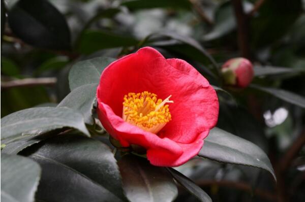 盆栽山茶花怎么养好，山茶花繁殖方法(扦插/嫁接/压条/播种)