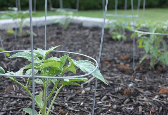 西红柿种植技术要点 盆栽西红柿种植方法步骤