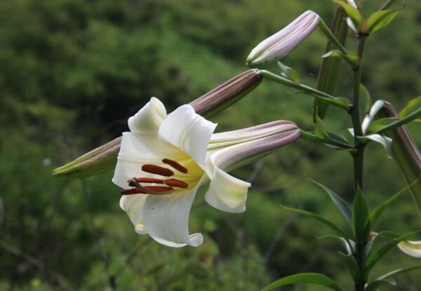 野百合花寓意是什么，等待幸福再次来临