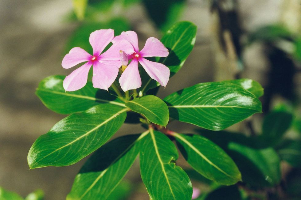 有哪些耐热的花卉 盘点10种耐热又好养的花卉