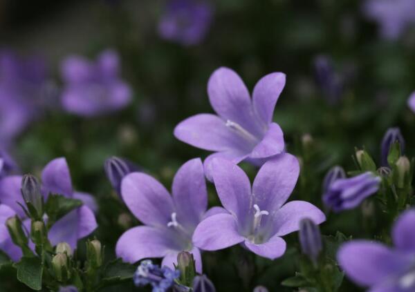 代表爱情的花，代表爱情的花有哪些(红玫瑰/风信子/向日葵)