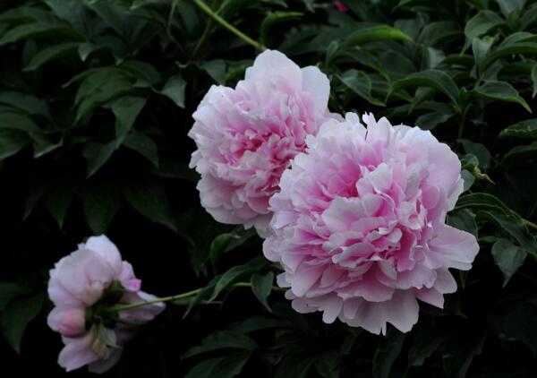 中国古代象征爱情的花，芍药花/山茶花/水仙花