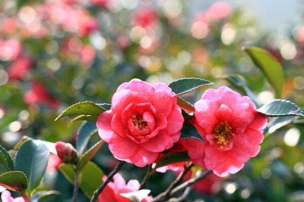 中国古代象征爱情的花，芍药花/山茶花/水仙花