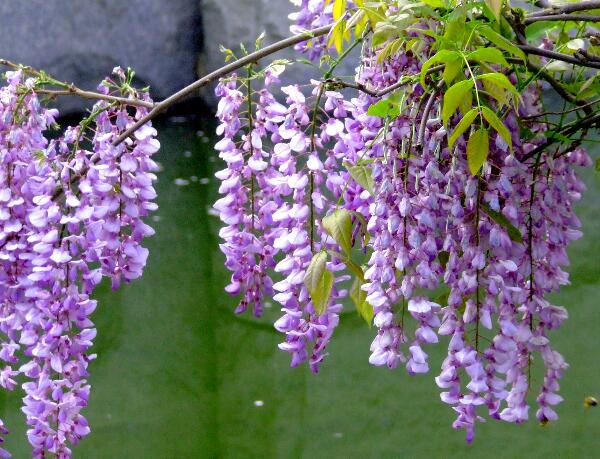 春分节气开什么花，紫藤花/紫叶李/梅花