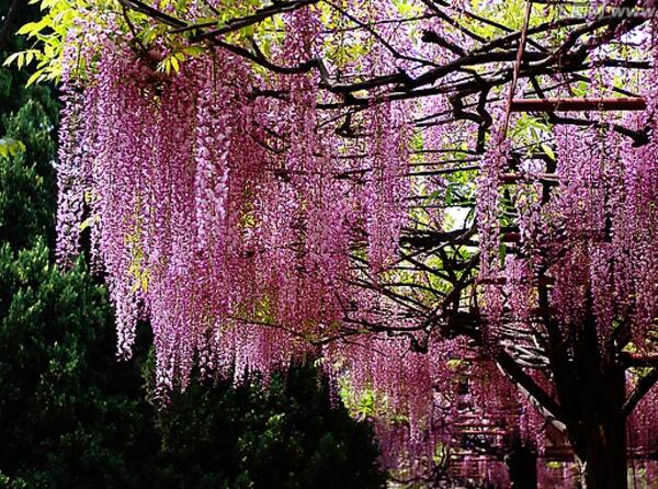 春分节气开什么花，紫藤花/紫叶李/梅花