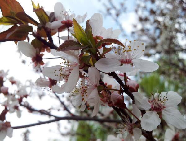 春分节气开什么花，紫藤花/紫叶李/梅花