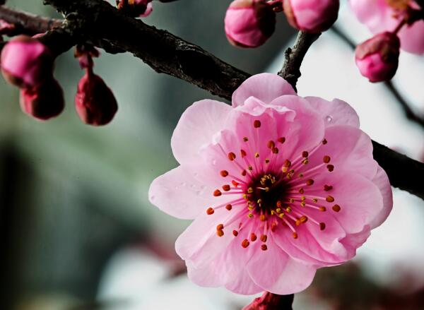 春分节气开什么花，紫藤花/紫叶李/梅花