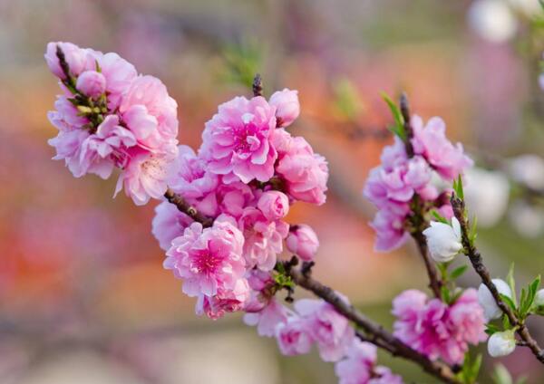 惊蛰节气开什么花，桃花/棠梨/蔷薇花