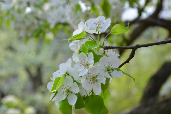 惊蛰节气开什么花，桃花/棠梨/蔷薇花