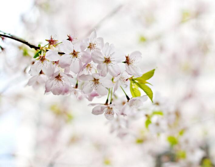 2018年樱花什么时候开放 旺花期为三月下旬(附全国樱花开放时间表)