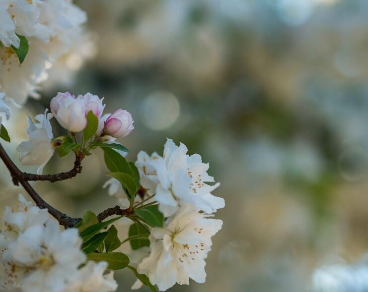 2018年樱花什么时候开放 旺花期为三月下旬(附全国樱花开放时间表)