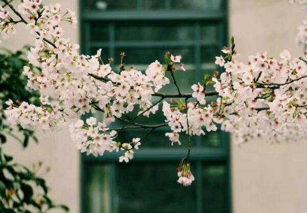 2018武汉大学樱花什么时候开 盛花期三月中旬到下旬(附武大樱花节时间)