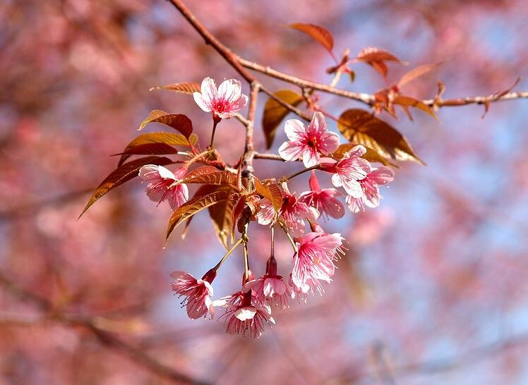 2018年日本樱花什么时候开 2018年日本赏樱时间表(错过等一年)