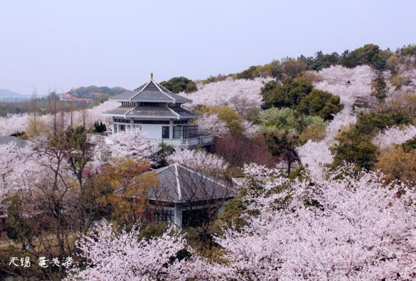 2018鼋头渚樱花节时间 无锡鼋头渚赏樱花全攻略