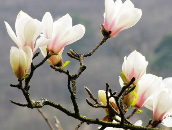 木兰花代表什么意思，勇敢无畏优雅大方