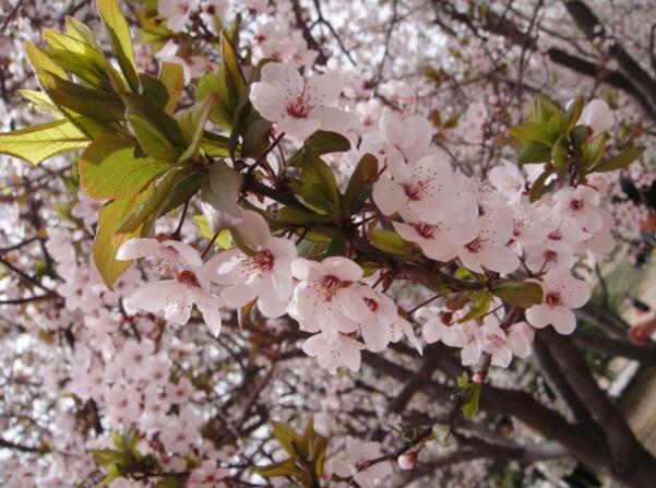 2018北京玉渊潭樱花节时间 北京樱花什么时候开(三月下旬)