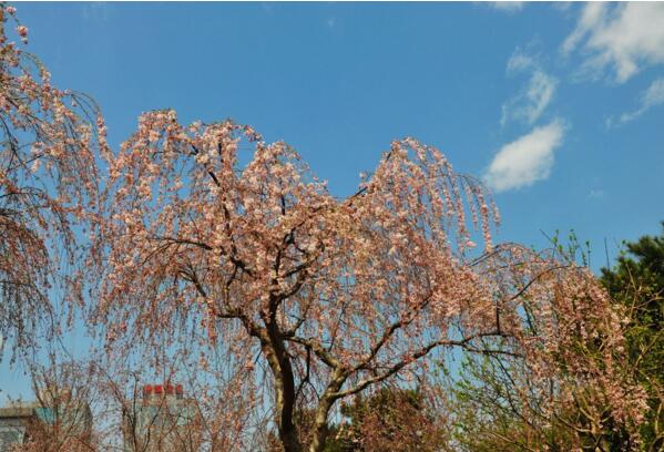 2018北京玉渊潭樱花节时间 北京樱花什么时候开(三月下旬)