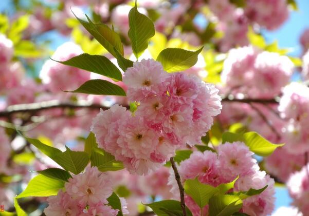 2018北京玉渊潭樱花节时间 北京樱花什么时候开(三月下旬)