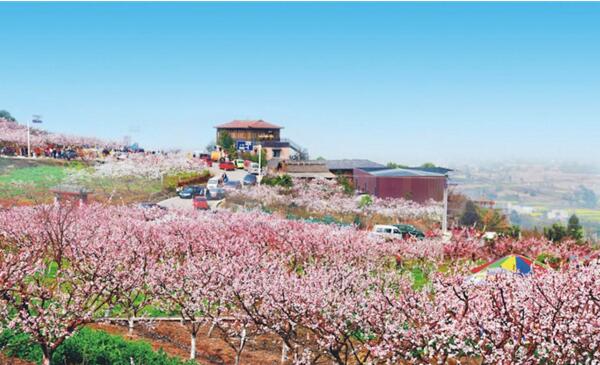 2018成都青白江樱花节时间 成都樱花节是什么时候(三月中旬)