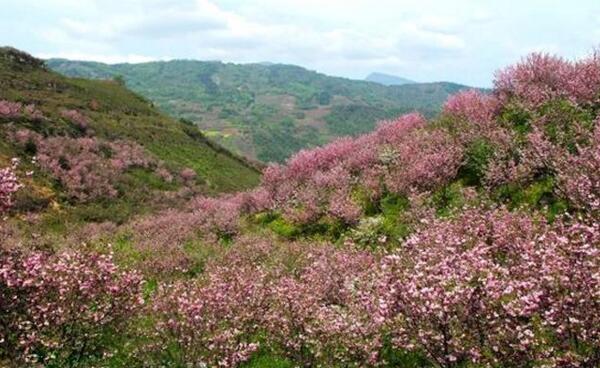 2018成都青白江樱花节时间 成都樱花节是什么时候(三月中旬)