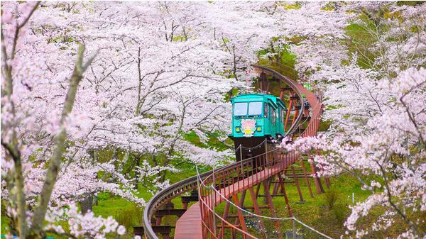 2018大连樱花节是什么时候 大连旅顺樱花节全攻略(4月中下旬)