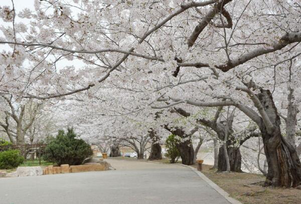 2018大连樱花节是什么时候 大连旅顺樱花节全攻略(4月中下旬)