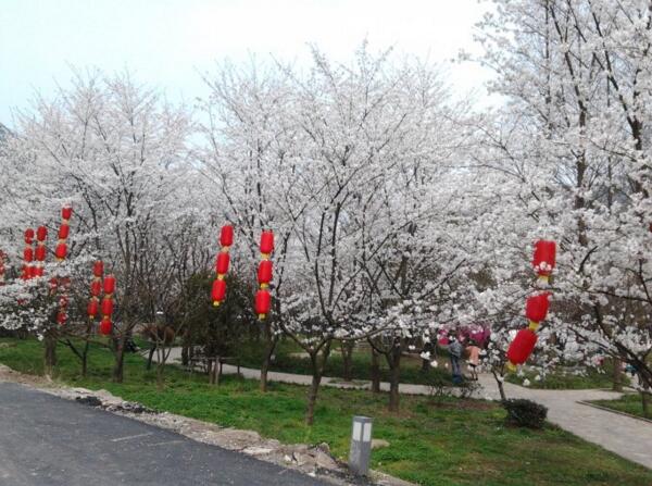 2018绍兴樱花节是什么时候 绍兴樱花节地址(3月中旬到4月中旬)