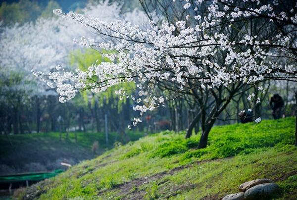 2018绍兴樱花节是什么时候 绍兴樱花节地址(3月中旬到4月中旬)