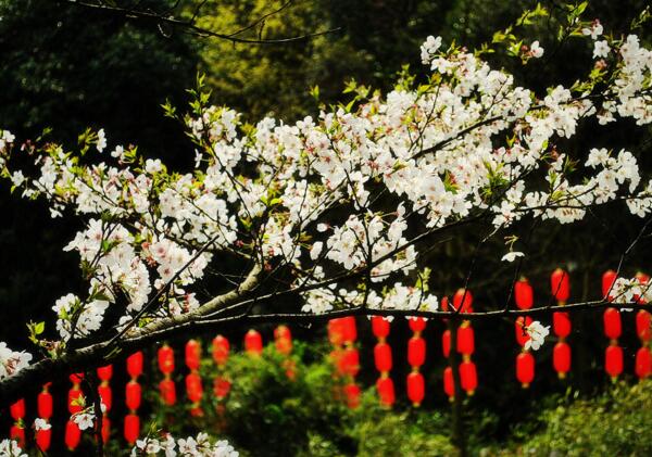 2018绍兴樱花节是什么时候 绍兴樱花节地址(3月中旬到4月中旬)