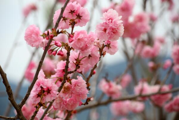 2018广州从化樱花节时间 2018从化樱花节门票价格(2月中旬到4月初)