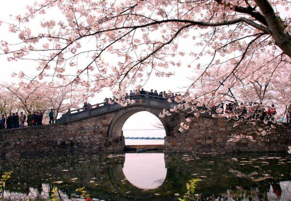 南京鸡鸣寺樱花什么时候开 2018年南京樱花节时间(3月底)