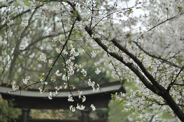 南京鸡鸣寺樱花什么时候开 2018年南京樱花节时间(3月底)