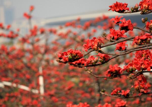 木棉花的花语是什么 珍惜眼前的幸福