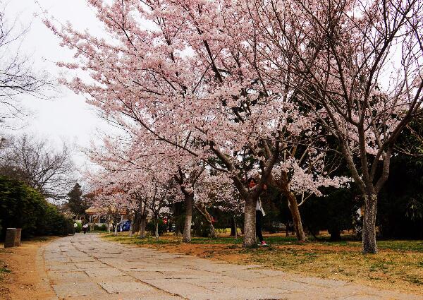 2018青岛樱花什么时候开 四月中旬樱花盛开(中山公园)