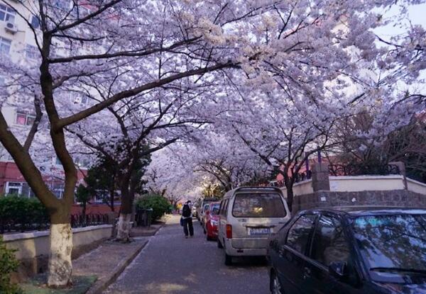 2018青岛樱花什么时候开 四月中旬樱花盛开(中山公园)