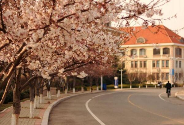 2018青岛樱花什么时候开 四月中旬樱花盛开(中山公园)