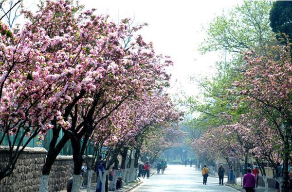 2018青岛樱花什么时候开 四月中旬樱花盛开(中山公园)