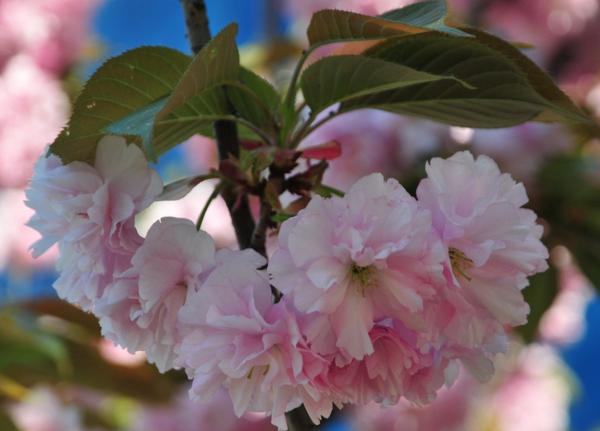 2018流行花卉，樱花/桃花/山茶花/牡丹花