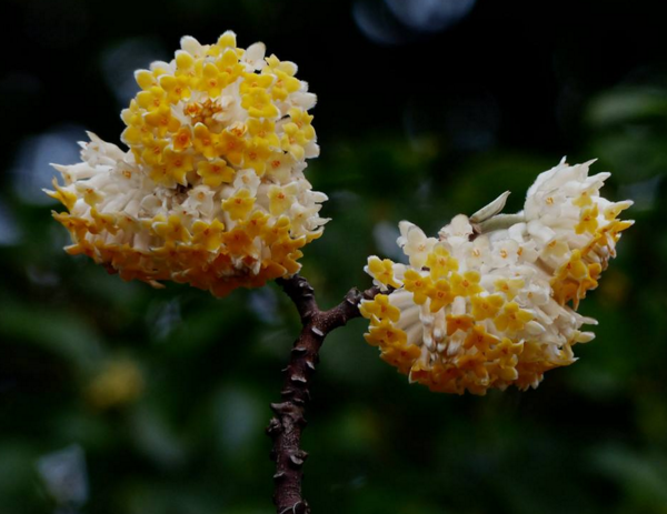 结香花有毒吗，结香花的功效与作用